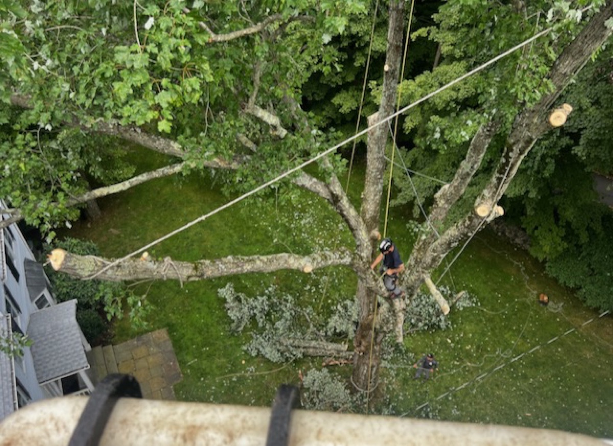 Professional tree climber with rigging in Westchester County NY