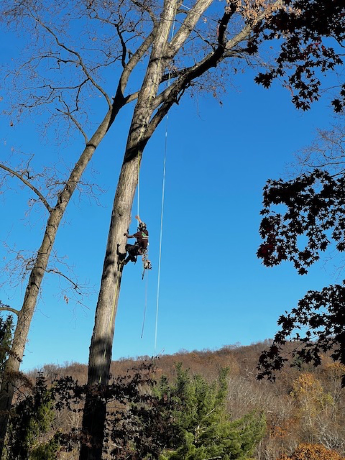 Tall tree climbing for removal in Garrison NY