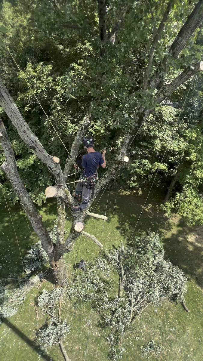 Tree pruning and trimming in Yorktown and Northern Westchester NY